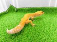 画像5: 美！　サングロー（ヒョウモントカゲモドキ）　約２０cm♀　１ (5)
