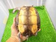 画像6: 美！　マンヤマガメ（アカスジヤマガメ）　約１３cm♀　１