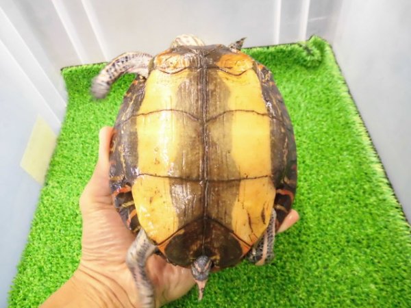 画像6: 美! マンヤマガメ(アカスジヤマガメ) 約13cm♀ 1