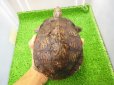 画像1: 美！　マンヤマガメ（アカスジヤマガメ）　約１３cm♀　１ (1)