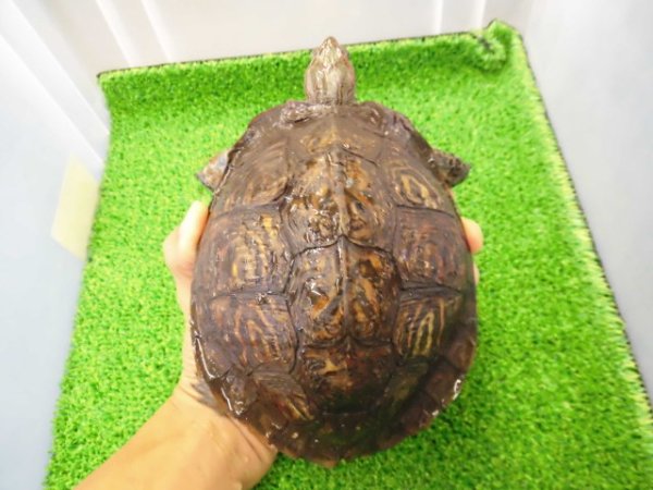 画像1: 美！　マンヤマガメ（アカスジヤマガメ）　約１３cm♀　１