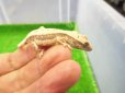 画像5: 美！　クレステッドゲッコー（リリーホワイト）　約９cm １ (5)