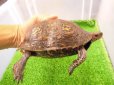 画像2: 美！　マンヤマガメ（アカスジヤマガメ）　約１３cm♀　１ (2)
