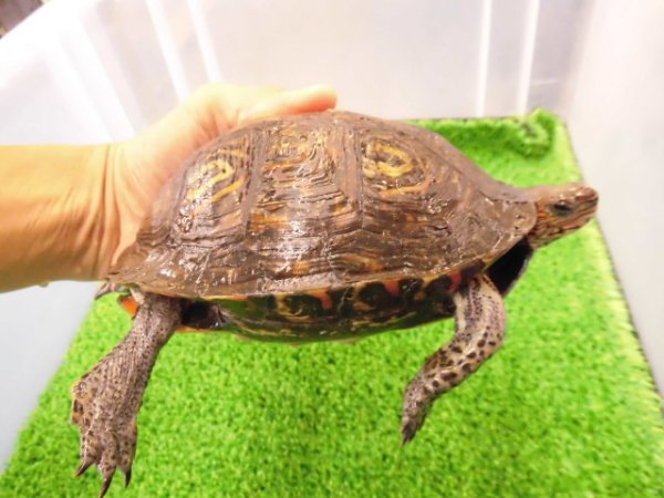 画像2: 美！　マンヤマガメ（アカスジヤマガメ）　約１３cm♀　１