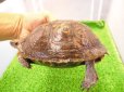 画像4: 美！　マンヤマガメ（アカスジヤマガメ）　約１３cm♀　１