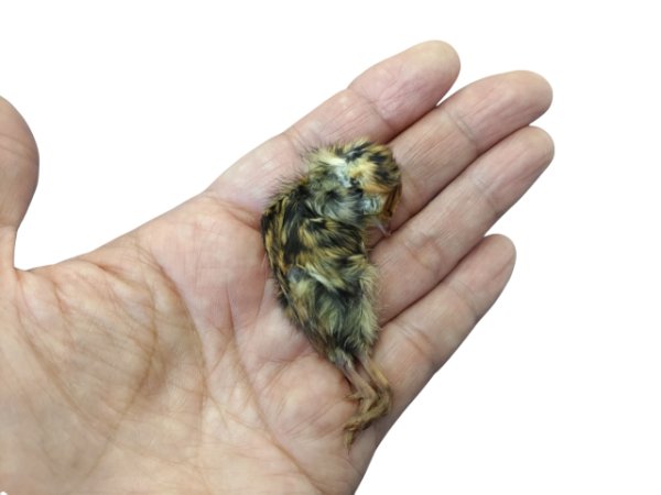画像2: 国産冷凍ヒナウズラ(6cm×約75羽入り)
