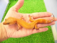美！　スーパーハイポタンジェリン（ヒョウモントカゲモドキ）　約１５cm♀　１