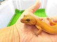 画像2: 美! スーパーハイポタンジェリン(ヒョウモントカゲモドキ) 約15cm♀ 1 (2)