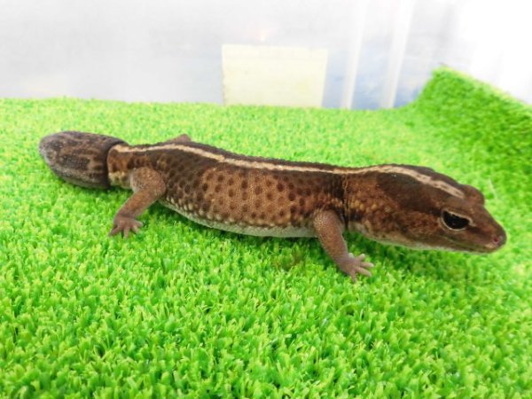 画像5: 美! ニシアフリカトカゲモドキ(ワイルド再生尾)ストライプ 約15cm♂ 1