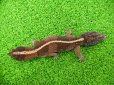 画像4: 美! ニシアフリカトカゲモドキ(ワイルド再生尾)ストライプ 約15cm♂ 1 (4)