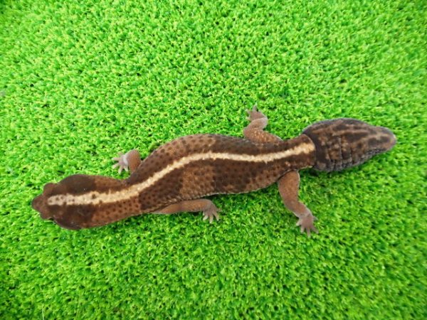画像4: 美! ニシアフリカトカゲモドキ(ワイルド再生尾)ストライプ 約15cm♂ 1