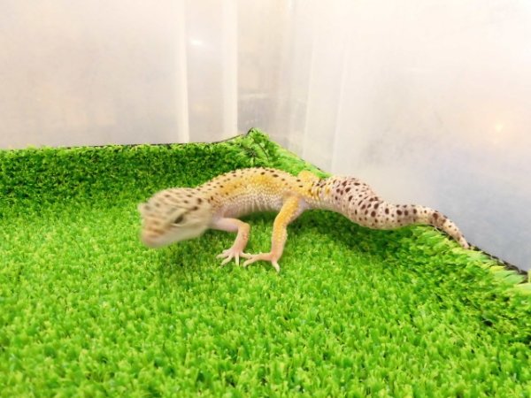 画像5: 美！　ハイイエロー（ヒョウモントカゲモドキ）　約１６cm♀　A