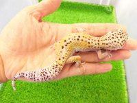 美！　ハイイエロー（ヒョウモントカゲモドキ）　約１６cm♀　A