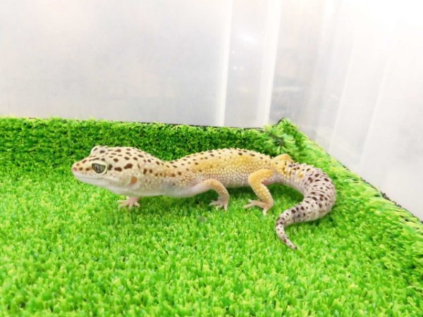 画像6: 美！　ハイイエロー（ヒョウモントカゲモドキ）　約１６cm♀　A