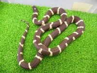 美！　カリフォルニアキングスネーク（コースタル）　約９０cm　１