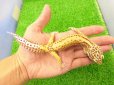 画像1: 美! ベルアルビノ(ヒョウモントカゲモドキ) 約20cm♂ 1 (1)
