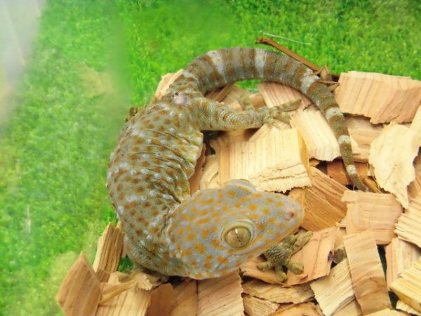 画像2: 美! トッケイヤモリ 約25cm(完尾♂) 1