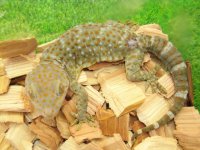 美! トッケイヤモリ 約25cm(完尾♂) 1