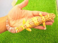 美！　ベルアルビノ（ヒョウモントカゲモドキ）　約２2cm♂　２