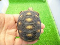 美! アカアシリクガメ(バルバドスCB) 約6.5cm 1