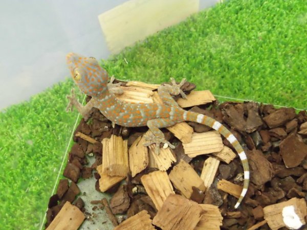 画像4: 美! トッケイヤモリ ベビー 約12cm(完尾) 1