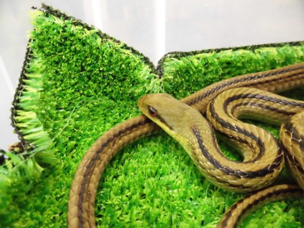 画像3: 美! シマヘビ 約90cm 1