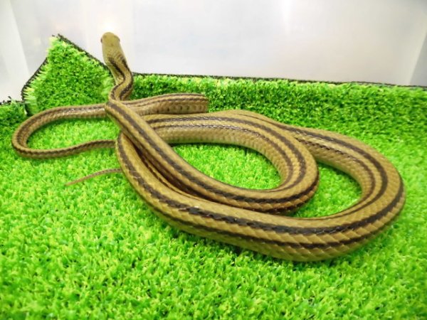 画像4: 美! シマヘビ 約90cm 1