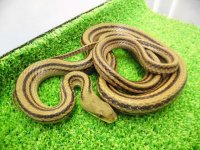 美！　シマヘビ　約９０cm　１