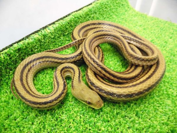 画像1: 美! シマヘビ 約90cm 1