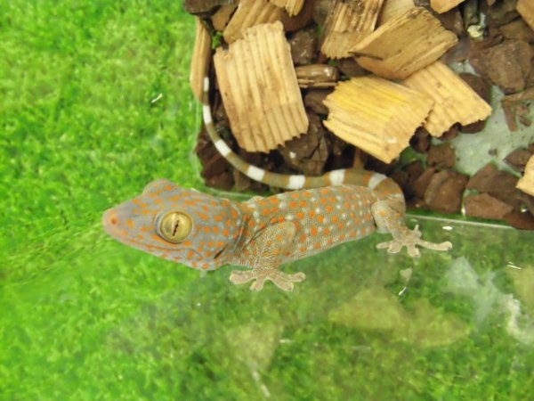 画像3: 美! トッケイヤモリ ベビー 約12cm(完尾) 1