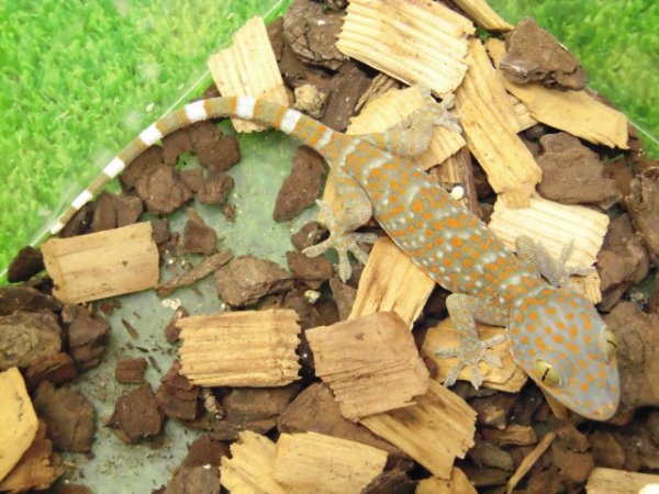 画像2: 美! トッケイヤモリ ベビー 約12cm(完尾) 1