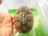 美！　ミシシッピニオイガメ　約９.５cm♀　２