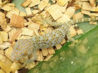 美！　トッケイヤモリ　約２５cm（完尾♀）　２