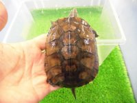 美！　ヤエヤマイシガメ　約９ｃｍ　３