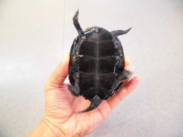 画像4: 美！　ウンキュウ　約９.５cm♂　１