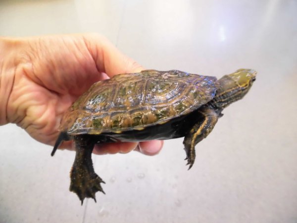 画像2: 美！　ウンキュウ　約９.５cm♂　１