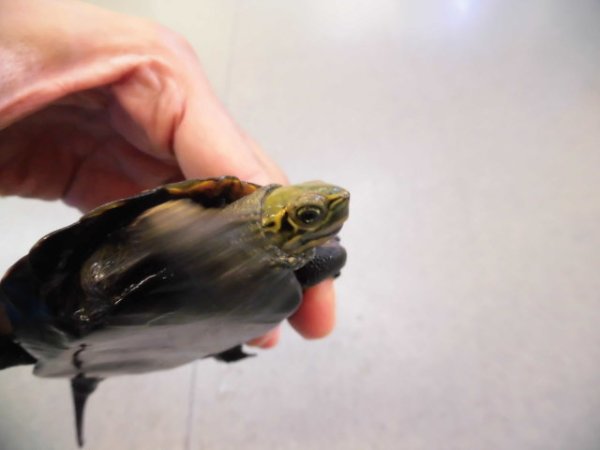 画像3: 美！　ウンキュウ　約９.５cm♂　１