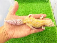 美！　ホワイト＆イエロー（ヒョウモントカゲモドキ）　約１８cm♀　１