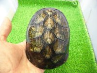 美！　ホオアカドロガメ　約１２cm　♀　１