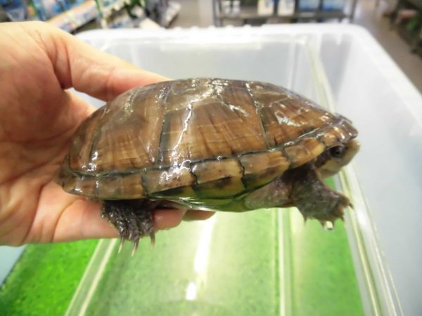 画像3: 美！　ミシシッピニオイガメ　約１１cm♀　１