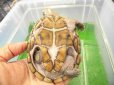 画像4: 美！　ミシシッピニオイガメ　約１１cm♀　１ (4)