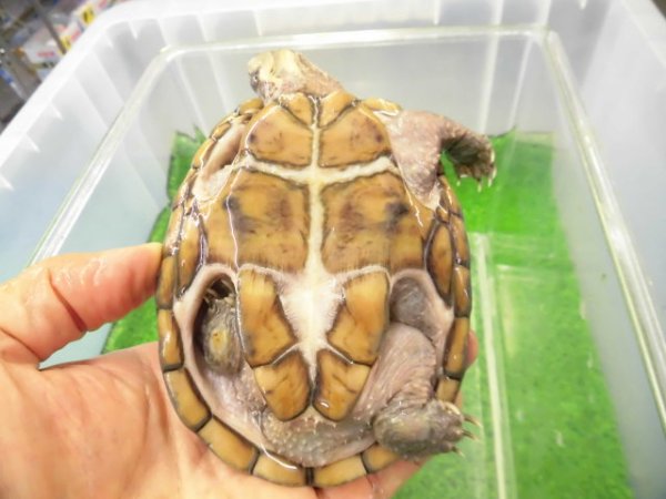 画像4: 美！　ミシシッピニオイガメ　約１１cm♀　１