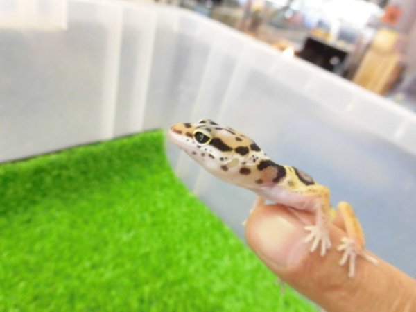 画像3: 美！　ハイイエロー（ヒョウモントカゲモドキ）　約９cm　２