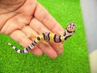 美！　ハイイエロー（ヒョウモントカゲモドキ）　約９cm　２