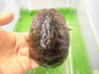 美！　ミシシッピニオイガメ　約１１cm♀　１