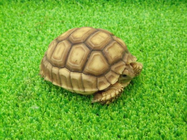 画像7: 美！　ケヅメリクガメＣＢ　　約６.５ｃｍ　２