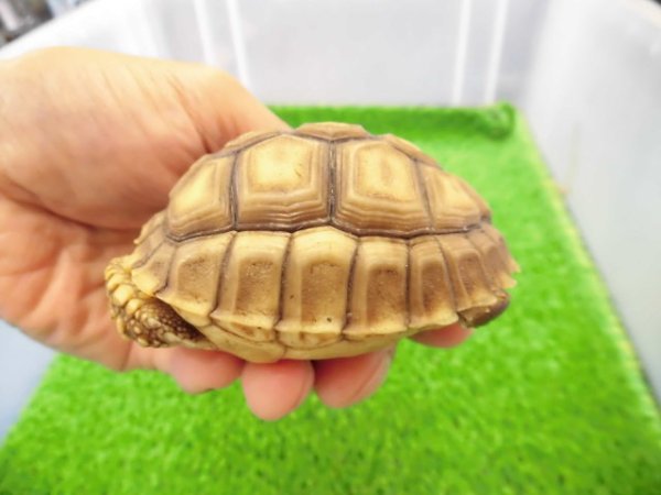 画像4: 美！　ケヅメリクガメＣＢ　　約６.５ｃｍ　２