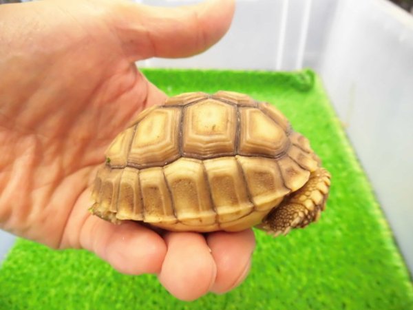 画像2: 美！　ケヅメリクガメＣＢ　　約６.５ｃｍ　２