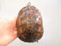 美！　ヤエヤマイシガメ　約１１ｃｍ　４