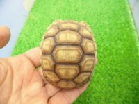 美！　ケヅメリクガメＣＢ　　約６.５ｃｍ　２